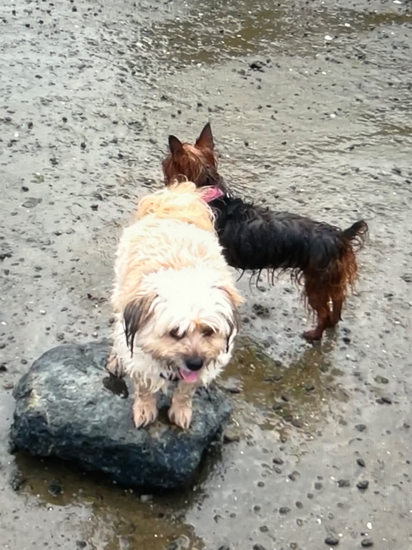 Bella was afraid of water before Clover