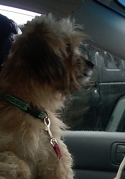 Driving to her Furever home.