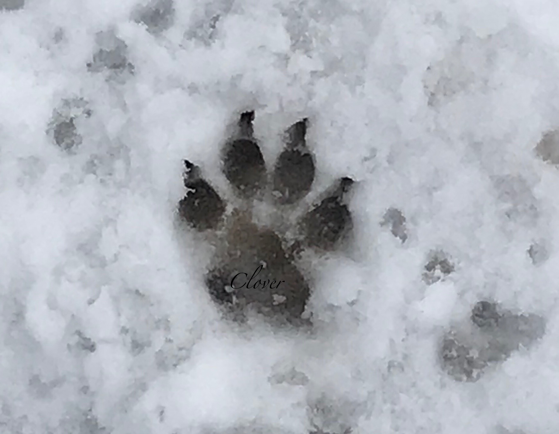 Dogs leave paw prints on our hearts